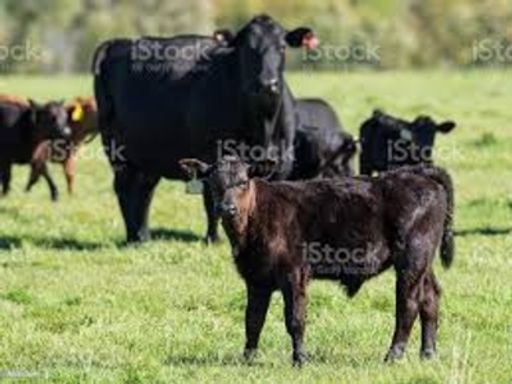 Joan Kay Heidemann photo gallery thumbnail 29 of 30