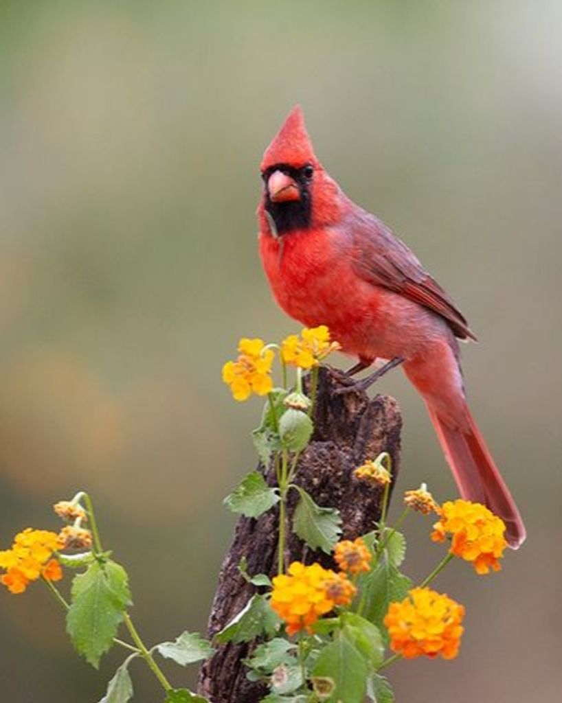 Betty Ann Abernathy Bare