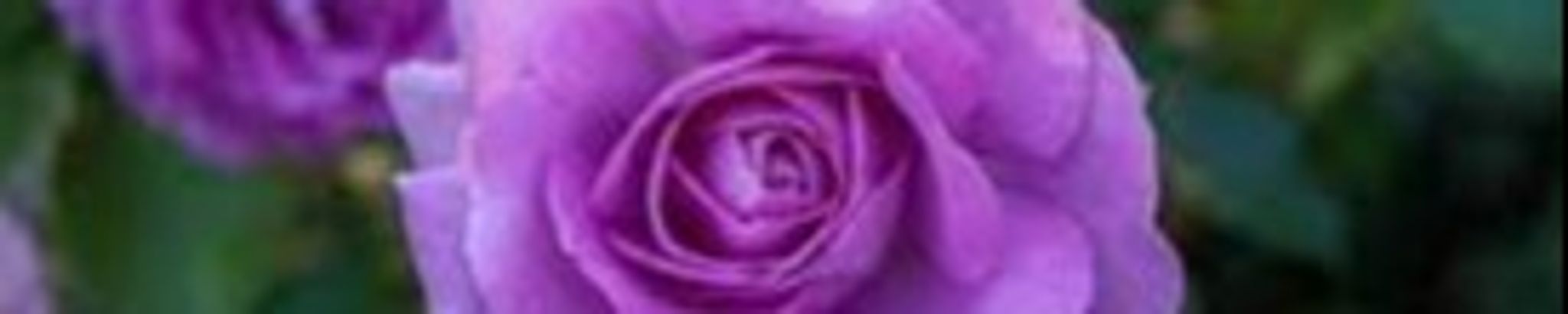 Cover photo for Frances Stehli's Obituary