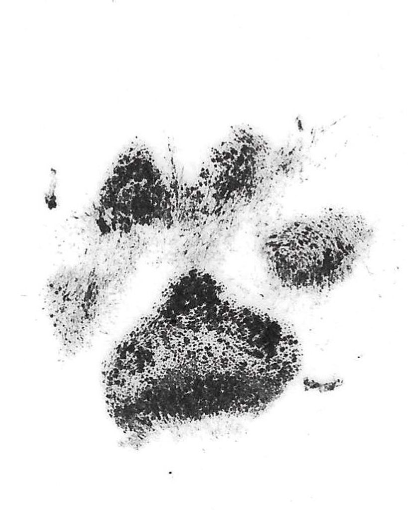 Nala Freeze Profile Photo