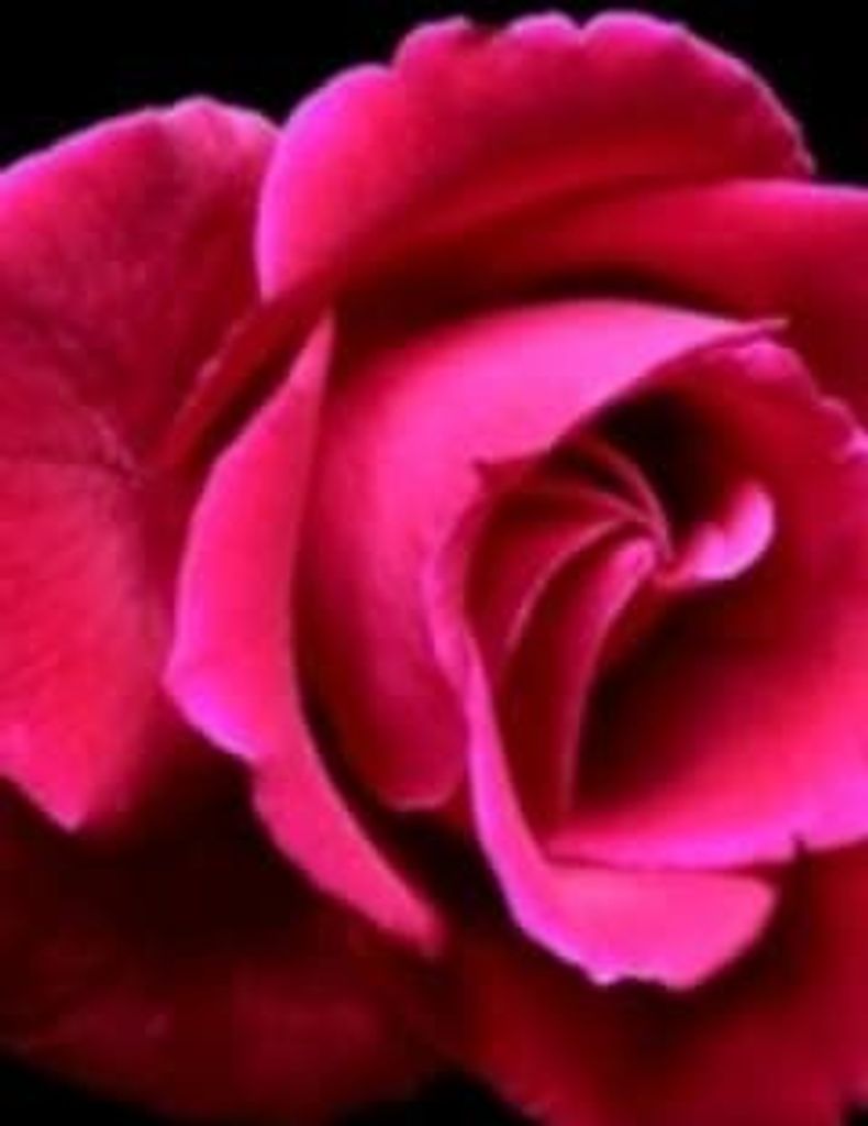 Dovie Jean Whitehead Profile Photo