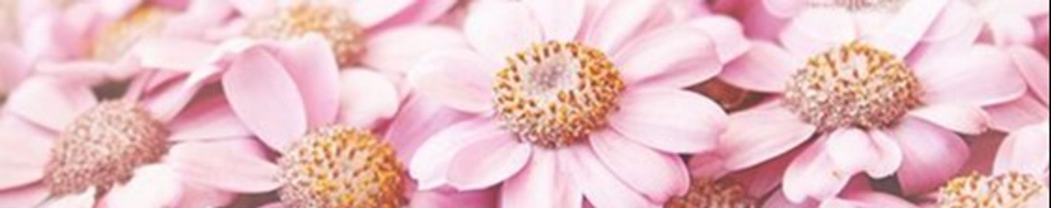 Cover photo for Cindy Julisa Jeronimo Tista's Obituary