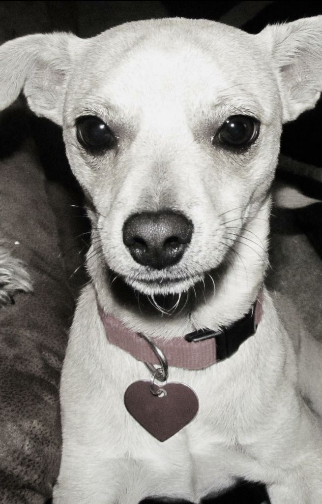 Judas Profile Photo