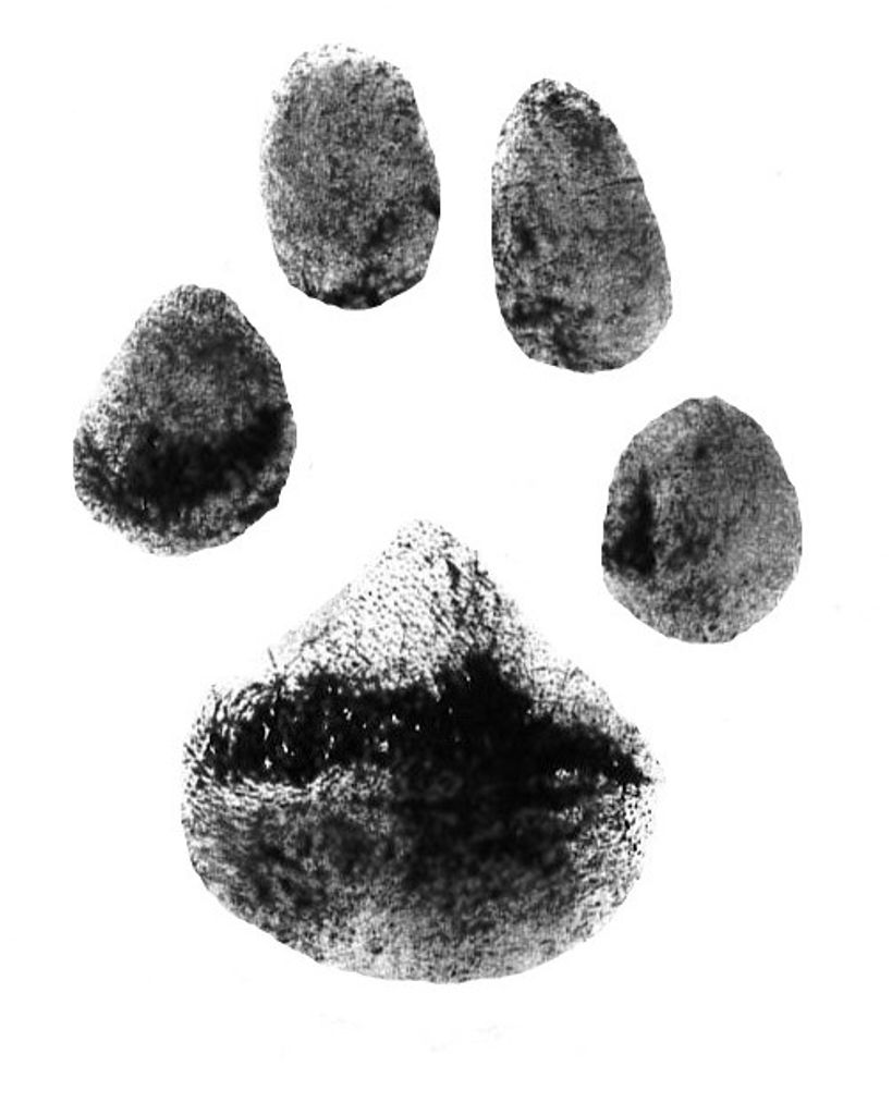 Zoey Pennell Profile Photo