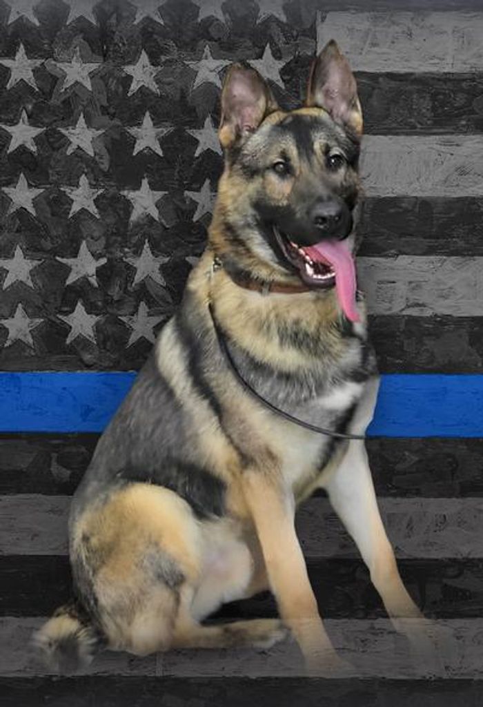 K-9 Horus Profile Photo