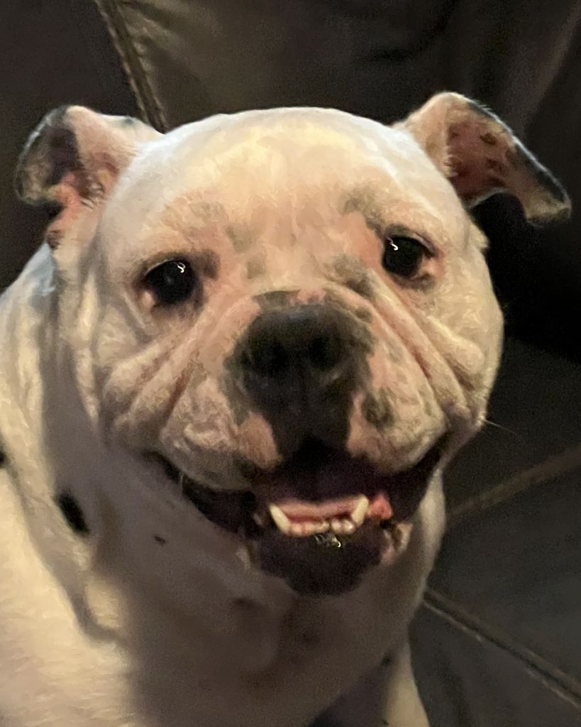 Boo Bear Burden Profile Photo