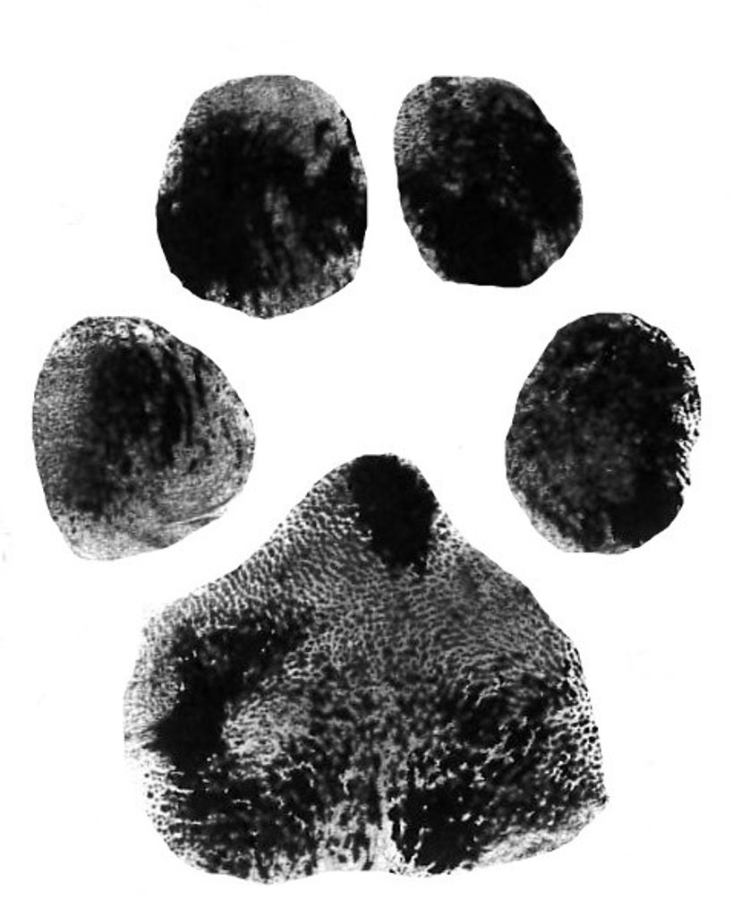 Cookie Dellinger Profile Photo