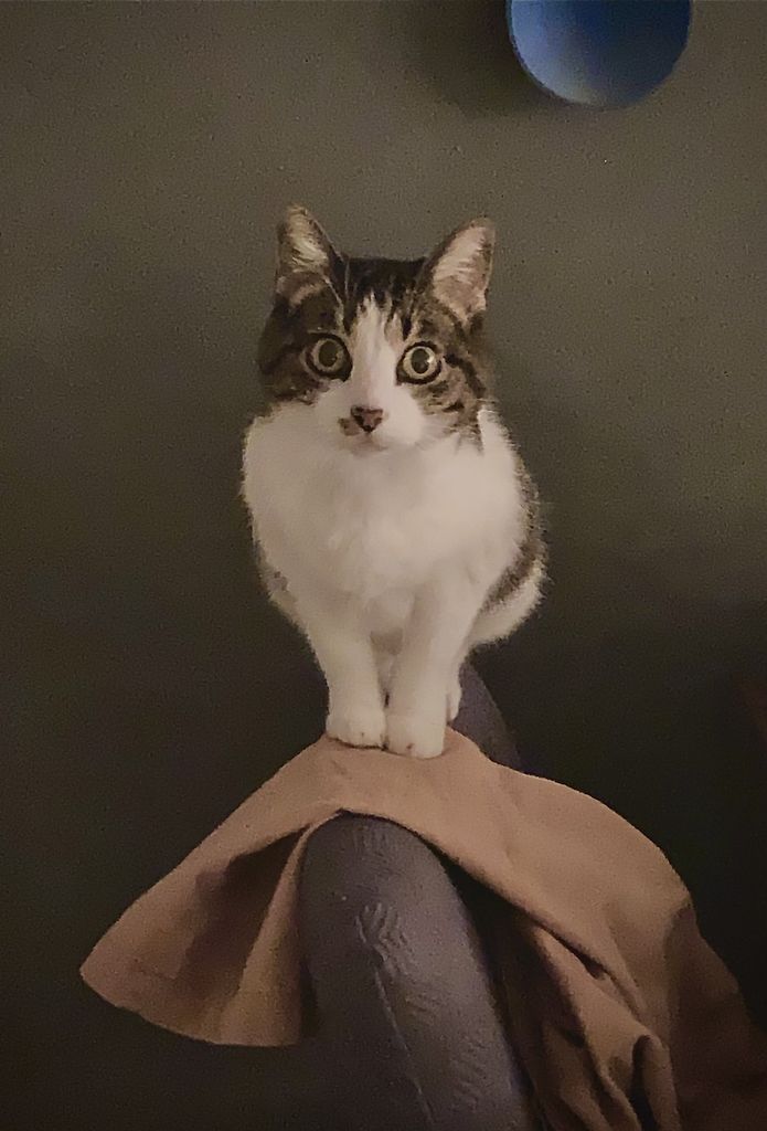 Jeepers Profile Photo