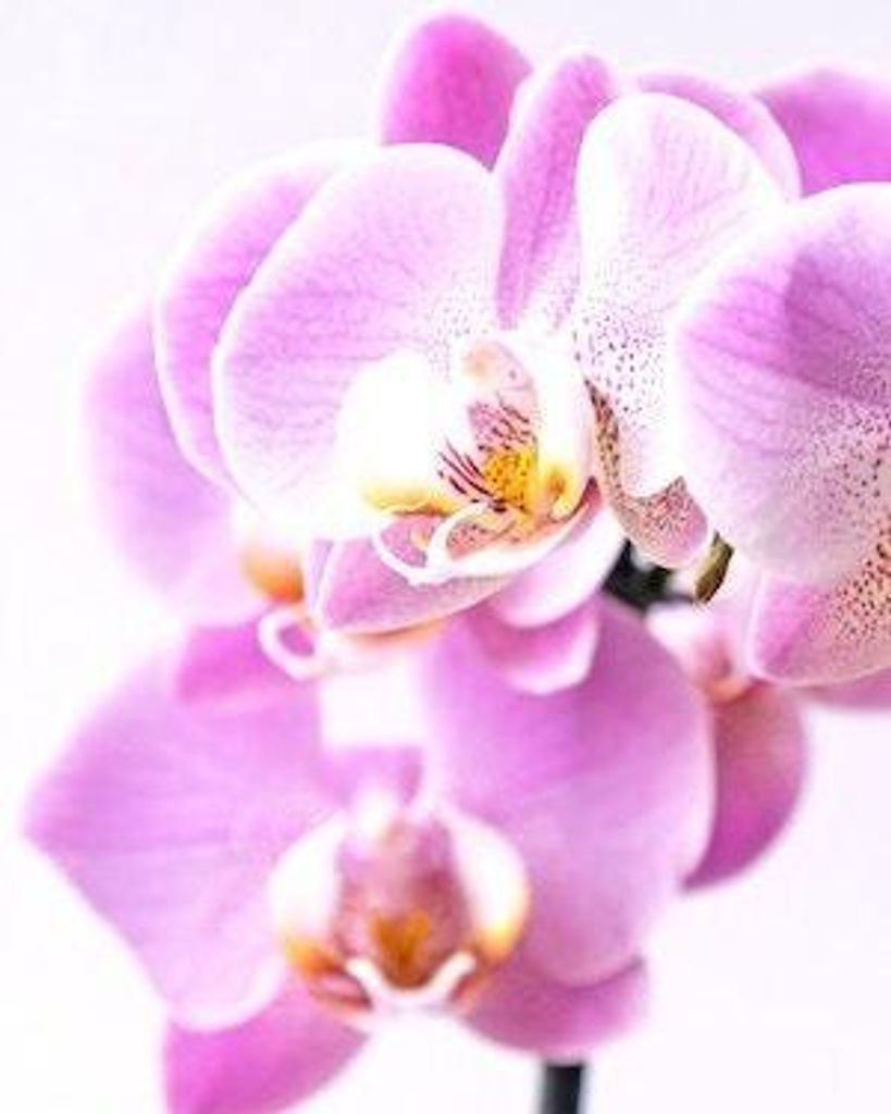 Teresa Rose (Dinkel) Bright