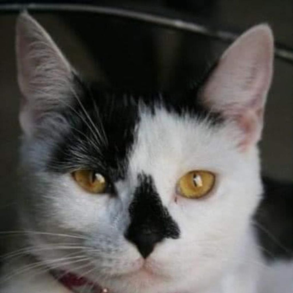Emillia Katje Profile Photo