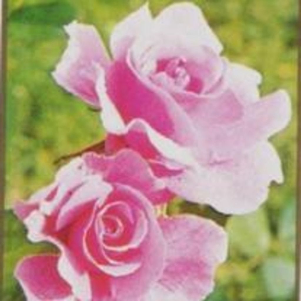 Martha Livingstone Profile Photo