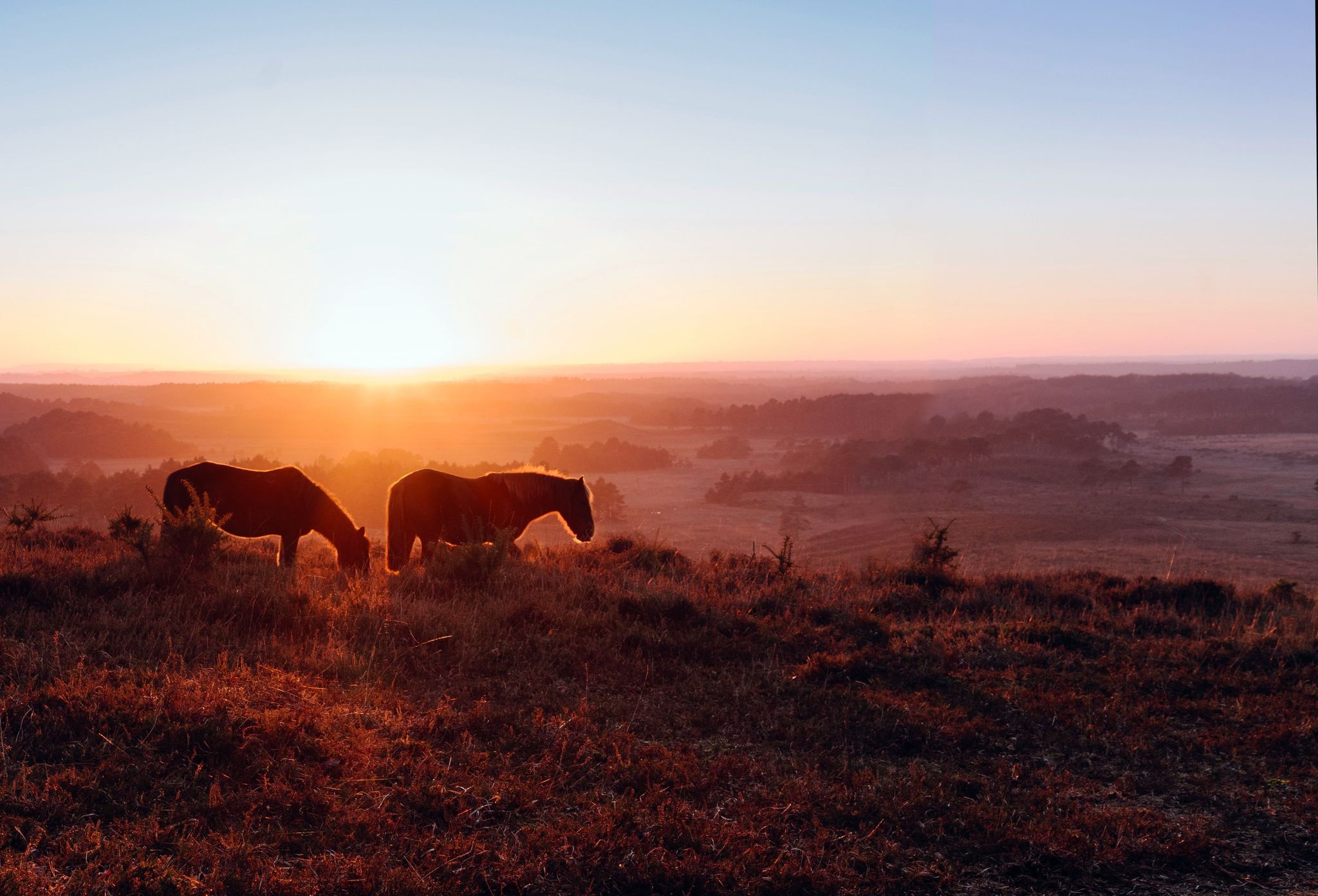 Cover for Carolyn Louise Chaffee's Obituary