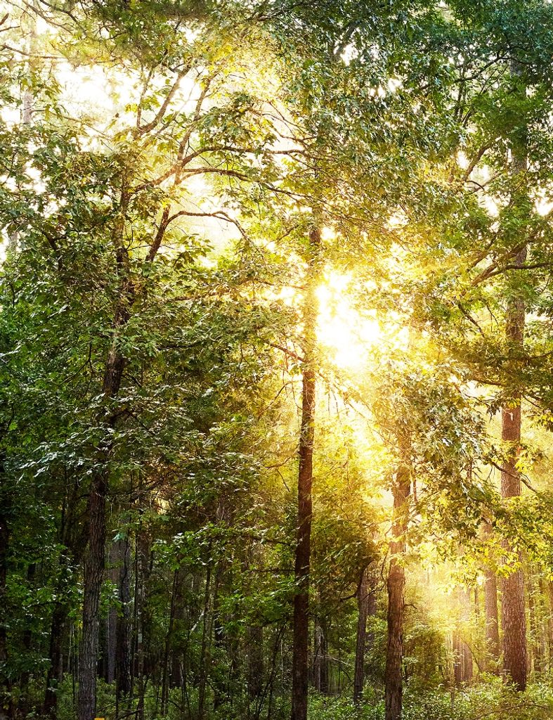 Marshall Richard Lollis Profile Photo