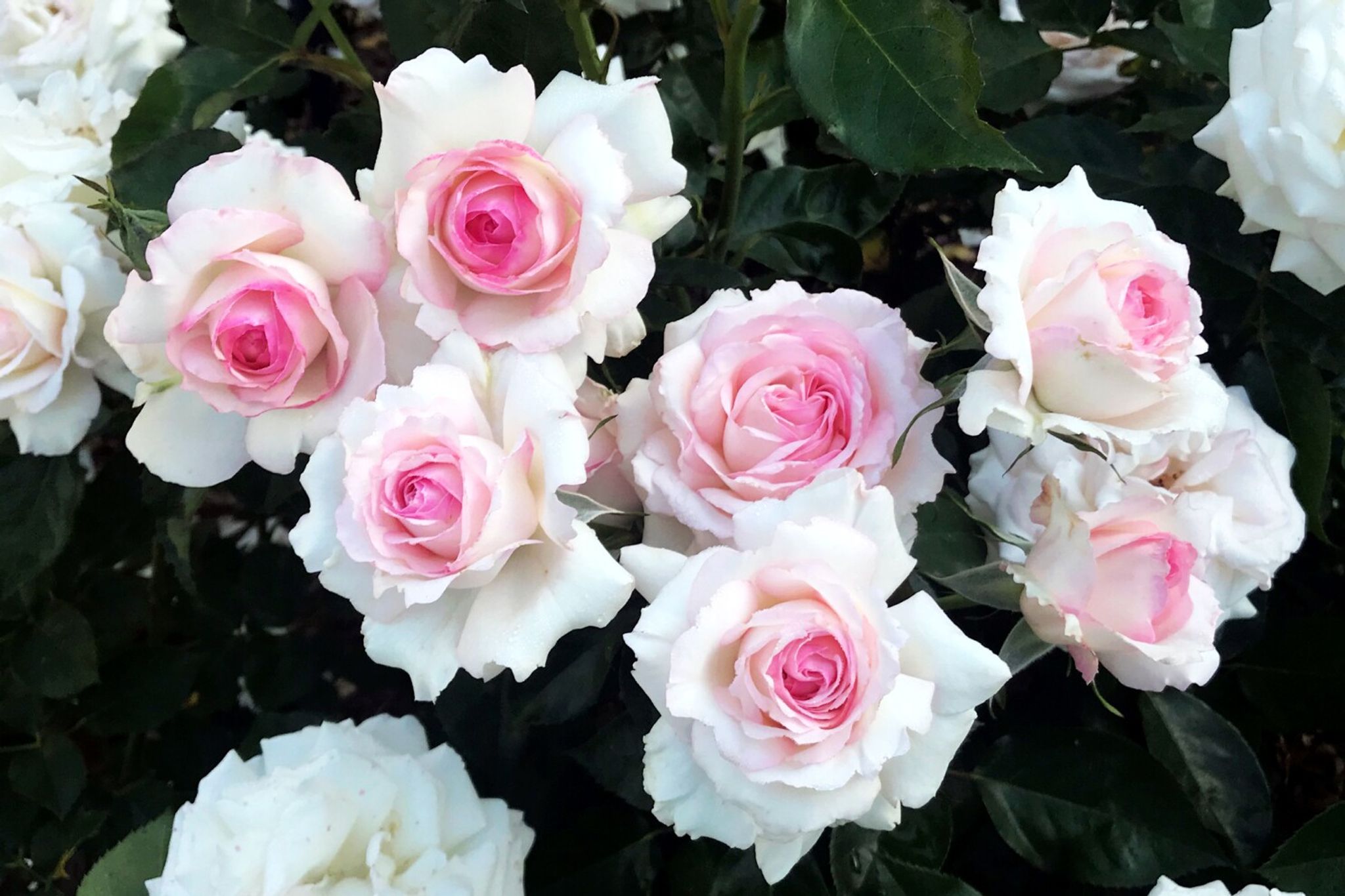 Cover photo for Arlene Frances Scates Raulerson's Obituary