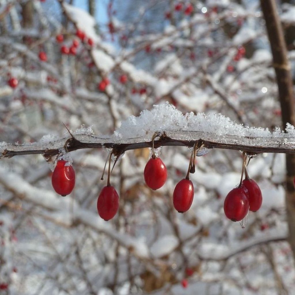 Jose Rodriguez-Ortiz Profile Photo