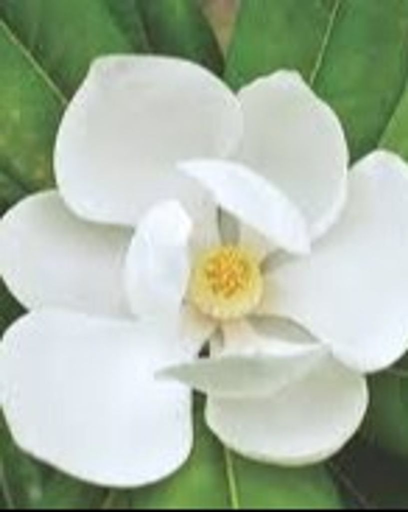 Dianne Claire Smith