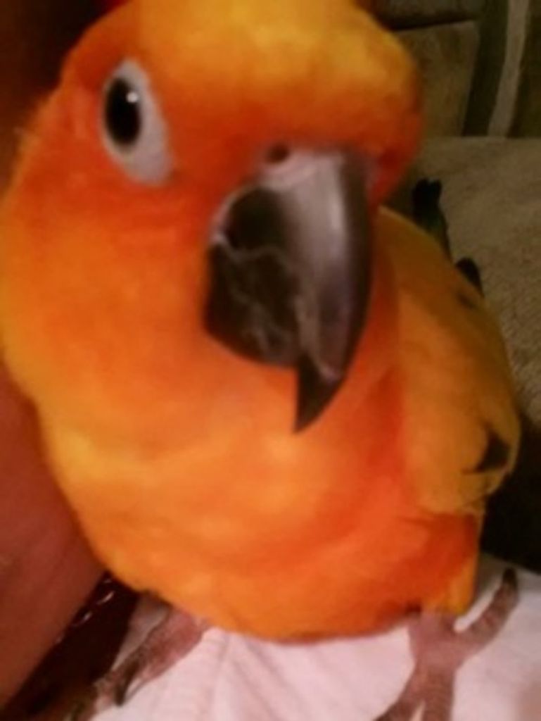 Punkin Greene Profile Photo