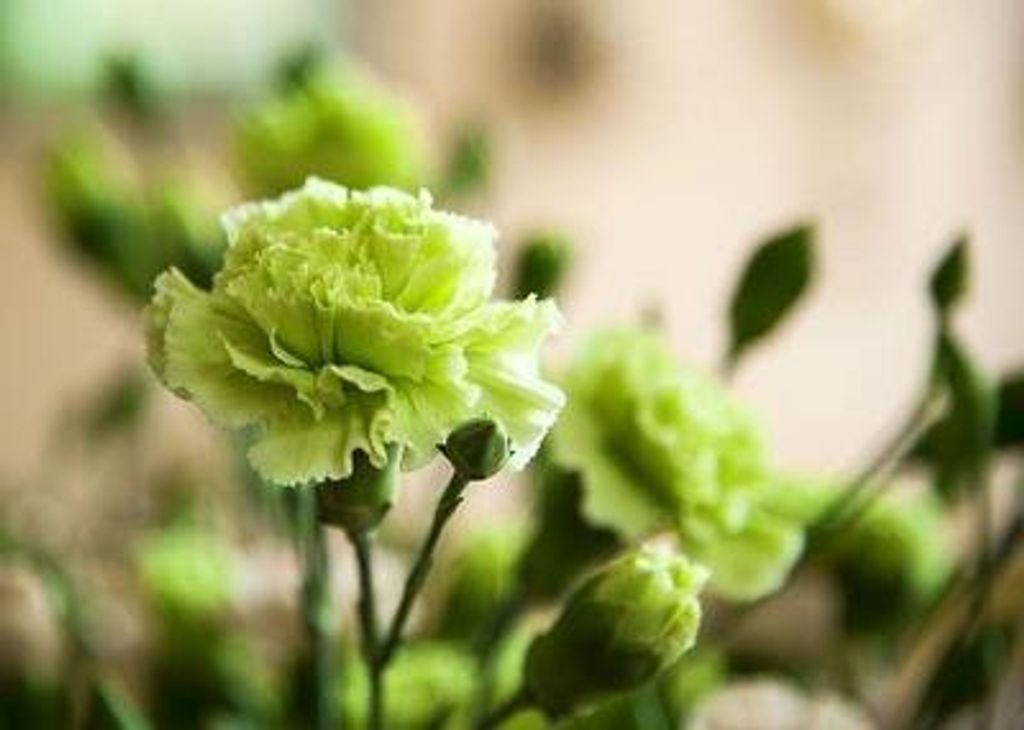 Veronica Petrus Profile Photo