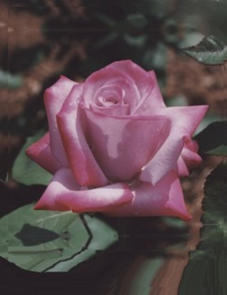 Pearl Zoerb