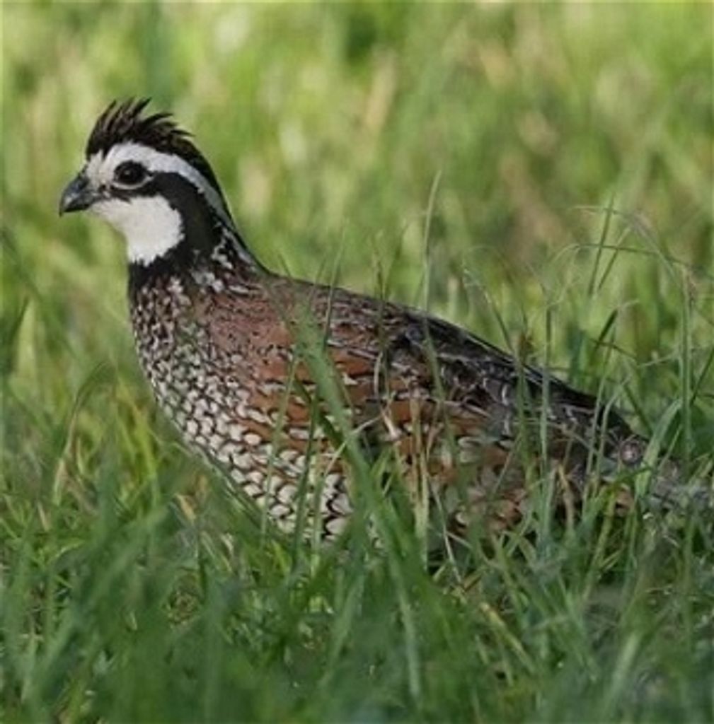 Richard E. Henderson