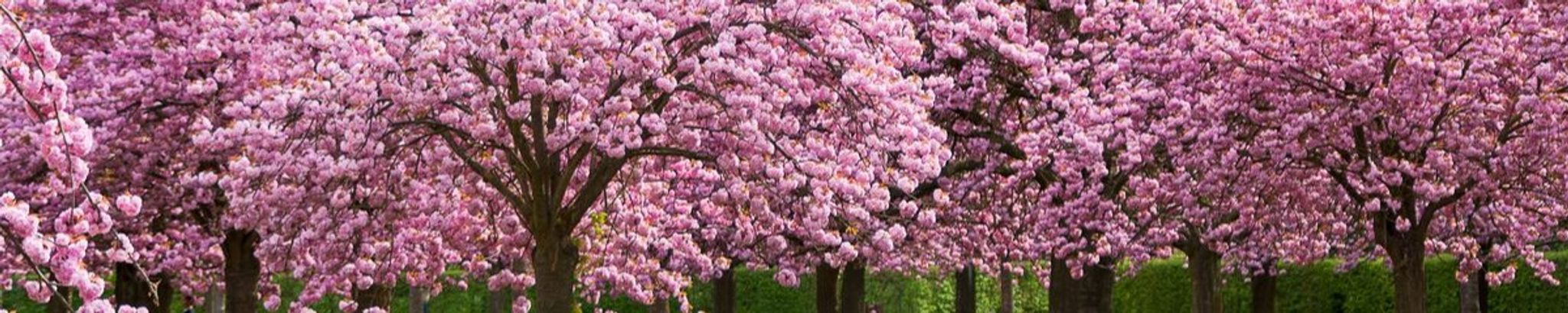 Cover photo for Cheryl J. Joyce's Obituary