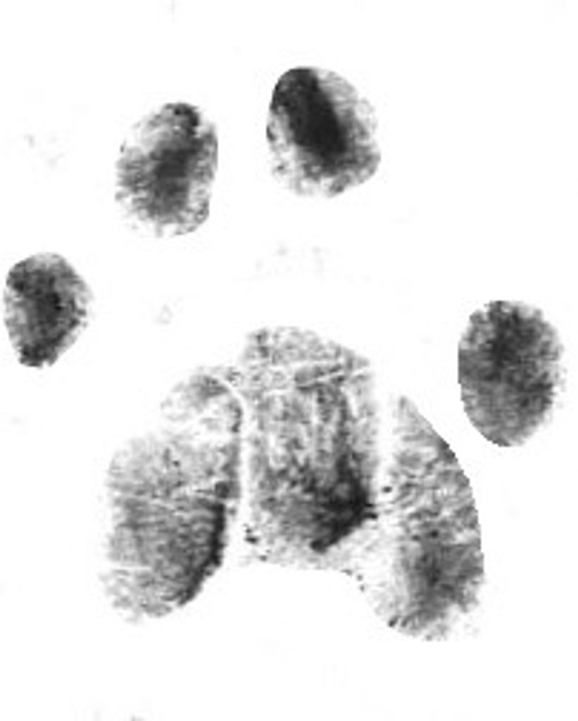 Missy Santiago Profile Photo