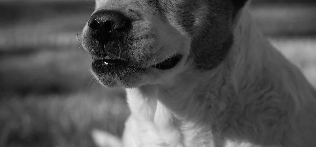 Heidi Profile Photo