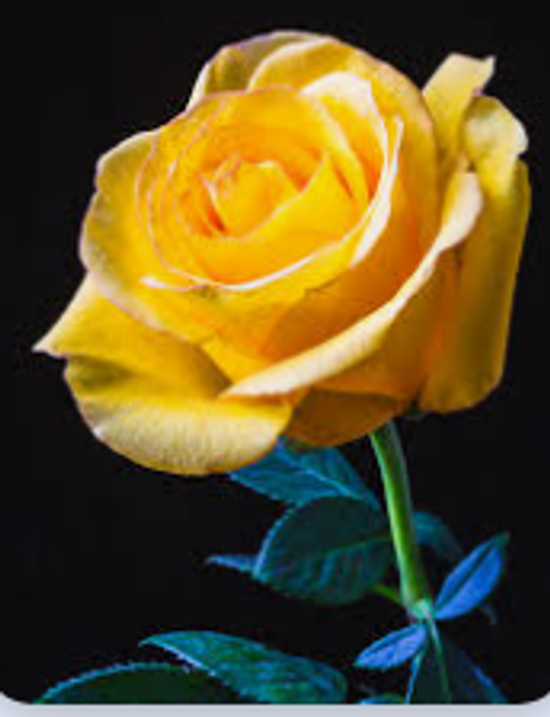 Patricia K Ayers Profile Photo