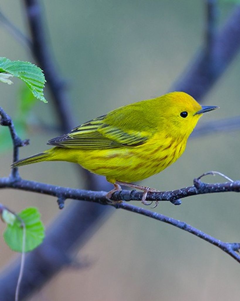 David E. Buchholz Profile Photo