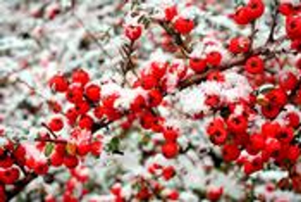 Ira Franklin Griffin