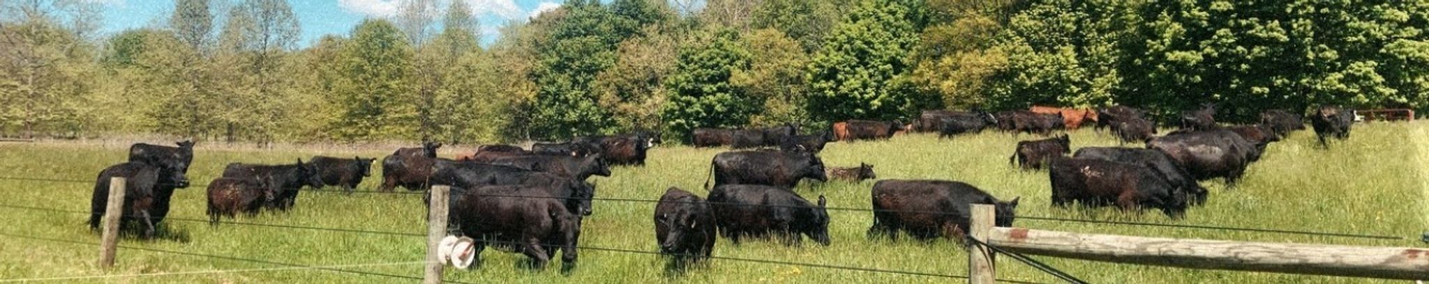 Cover for Carolyn Stoltzfus's Obituary