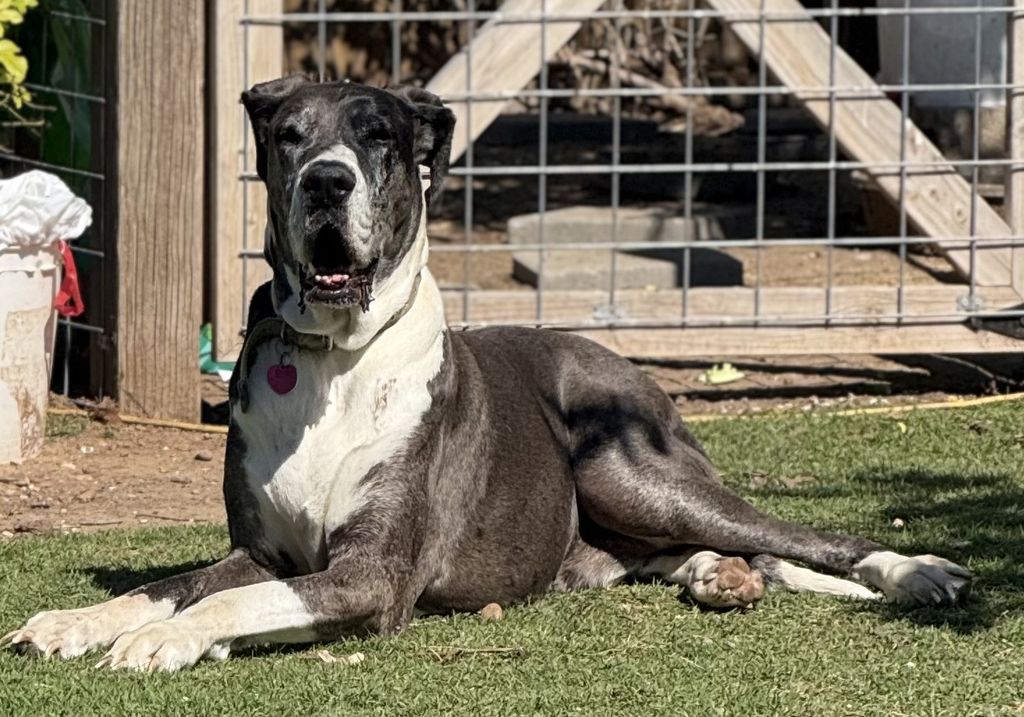 Duke Profile Photo