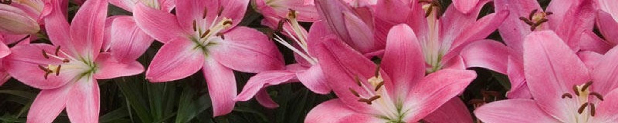 Cover photo for MaNon Jensen Watson's Obituary