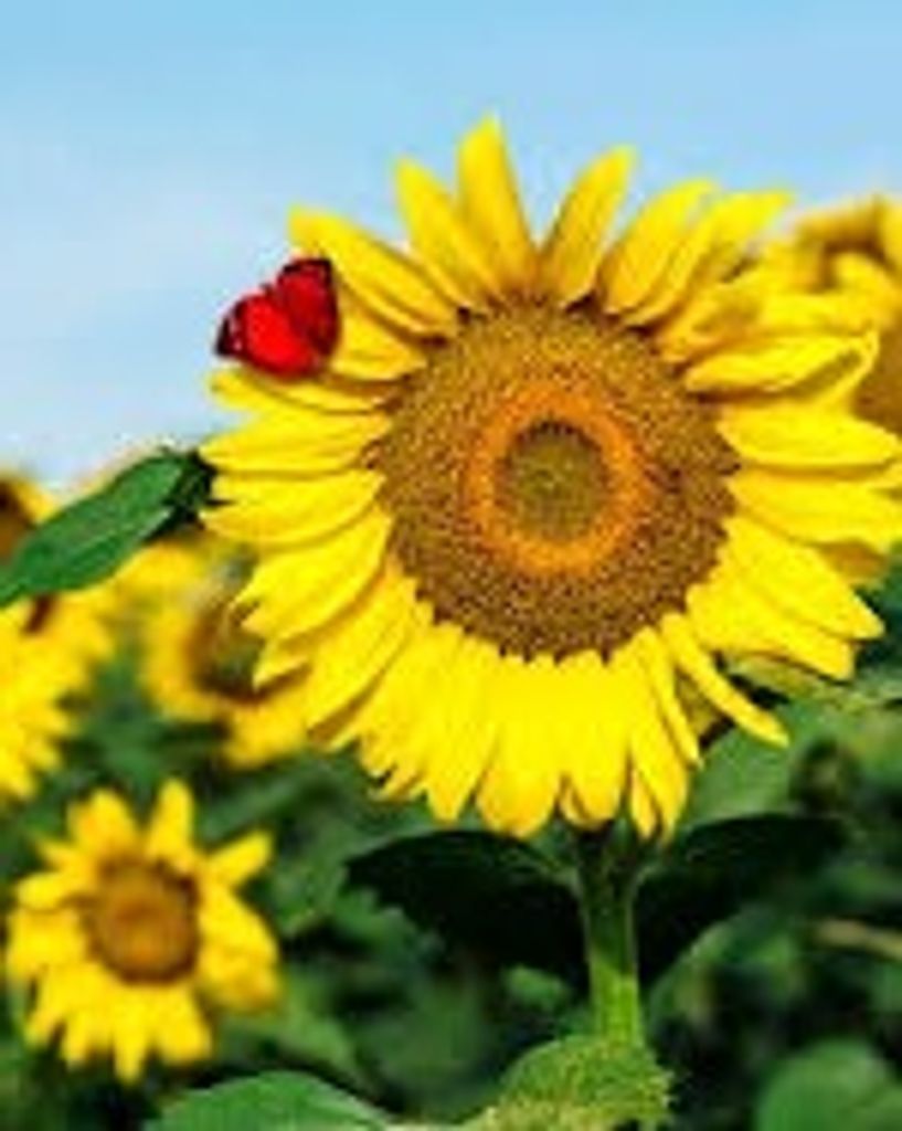 Jacquelyn Haley Littlefield