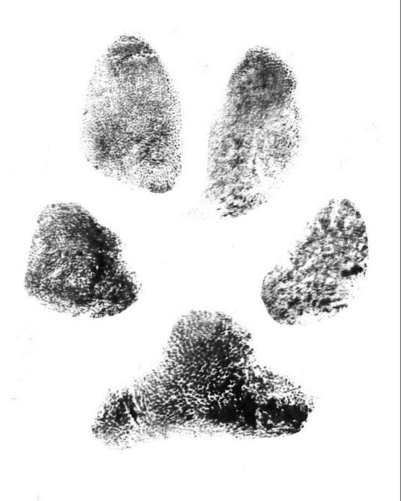 Whiskey Longfellow Profile Photo