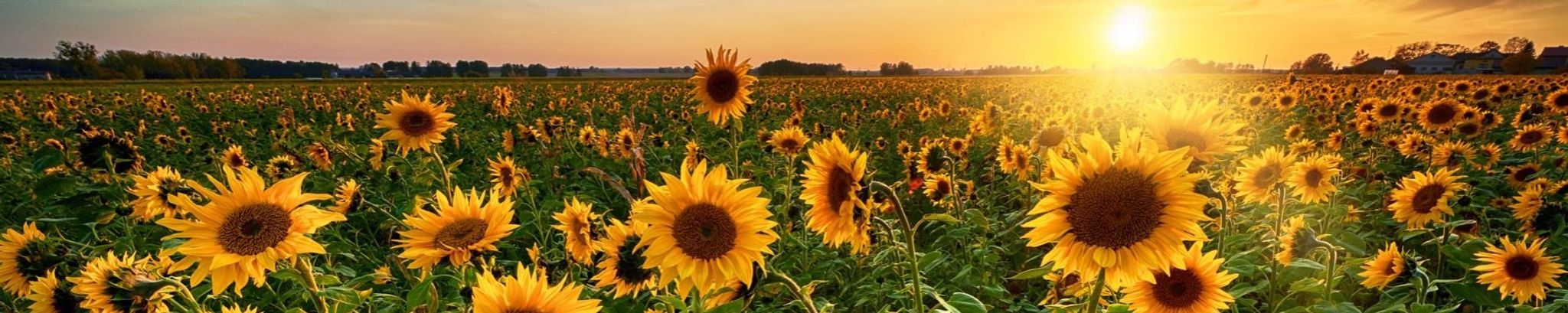 Cover for Annette Hunt's Obituary