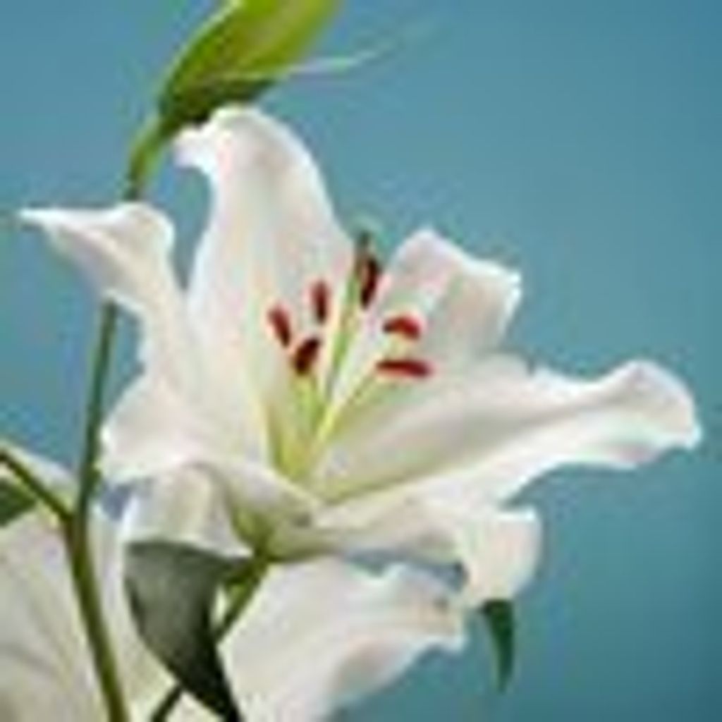 Lora A Richards Profile Photo