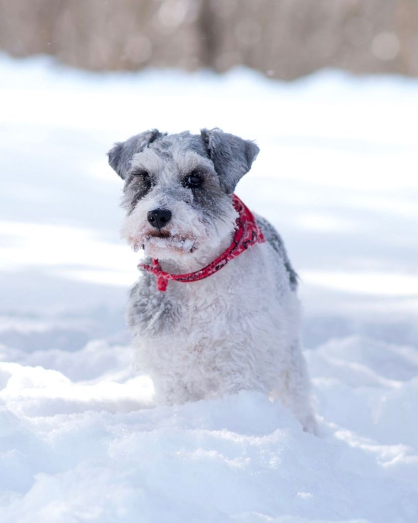 Roscoe Profile Photo