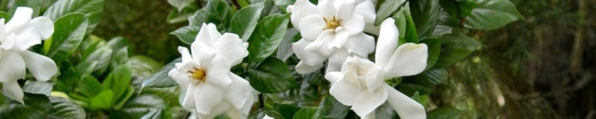 Cover for Fern Clark Spanos's Obituary
