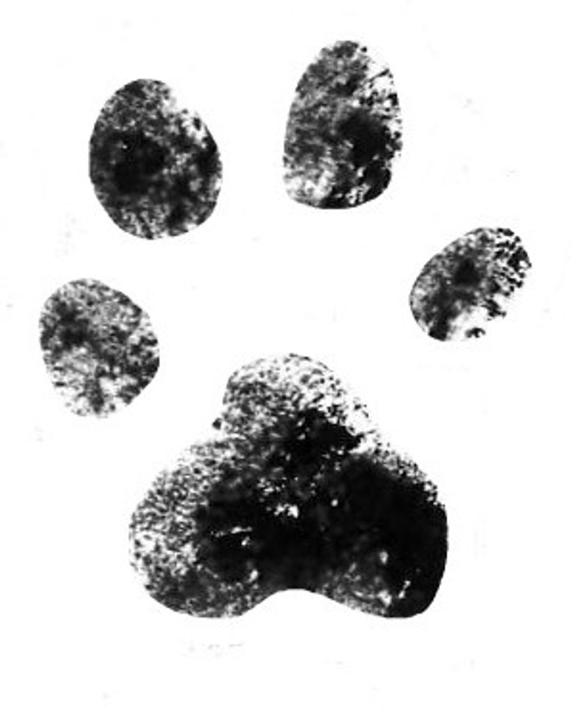 Ginger Shehan Profile Photo