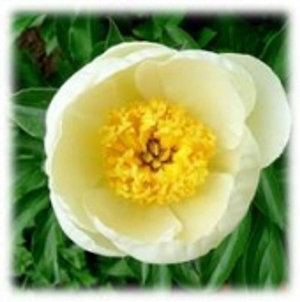 Vanessa Marie Lapaglia