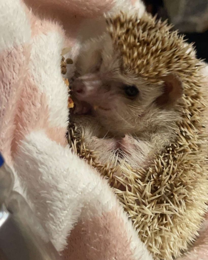 Sonic Hite