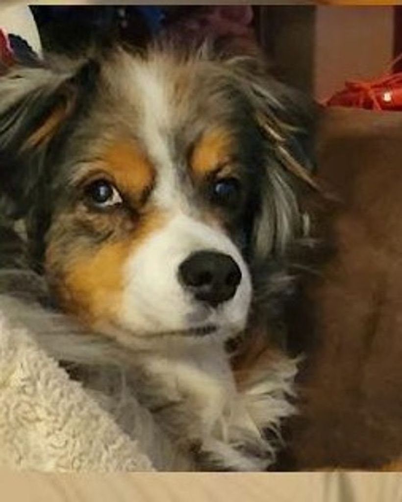 Princess Gemma Youngdog