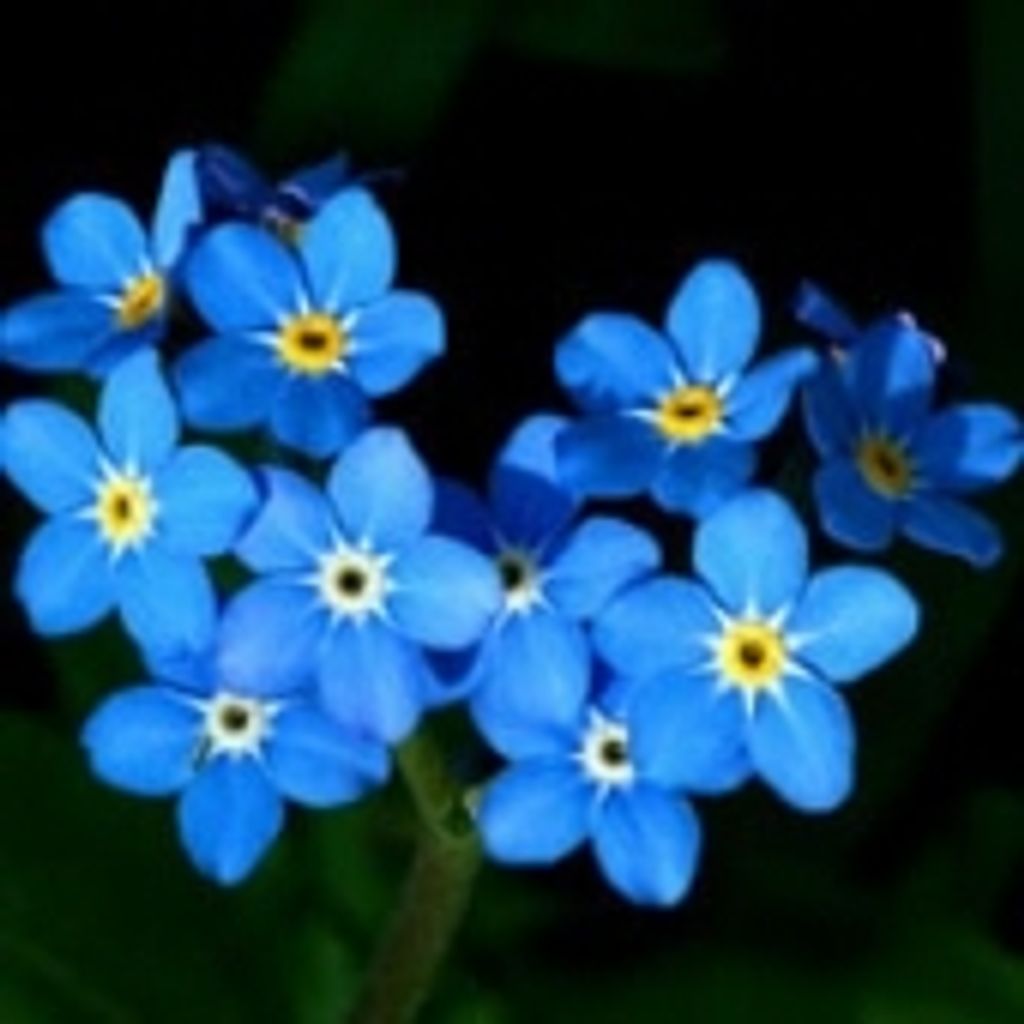 Darah Christine Irwin