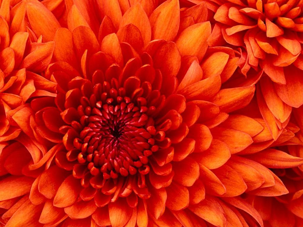 E. Florence Mueller