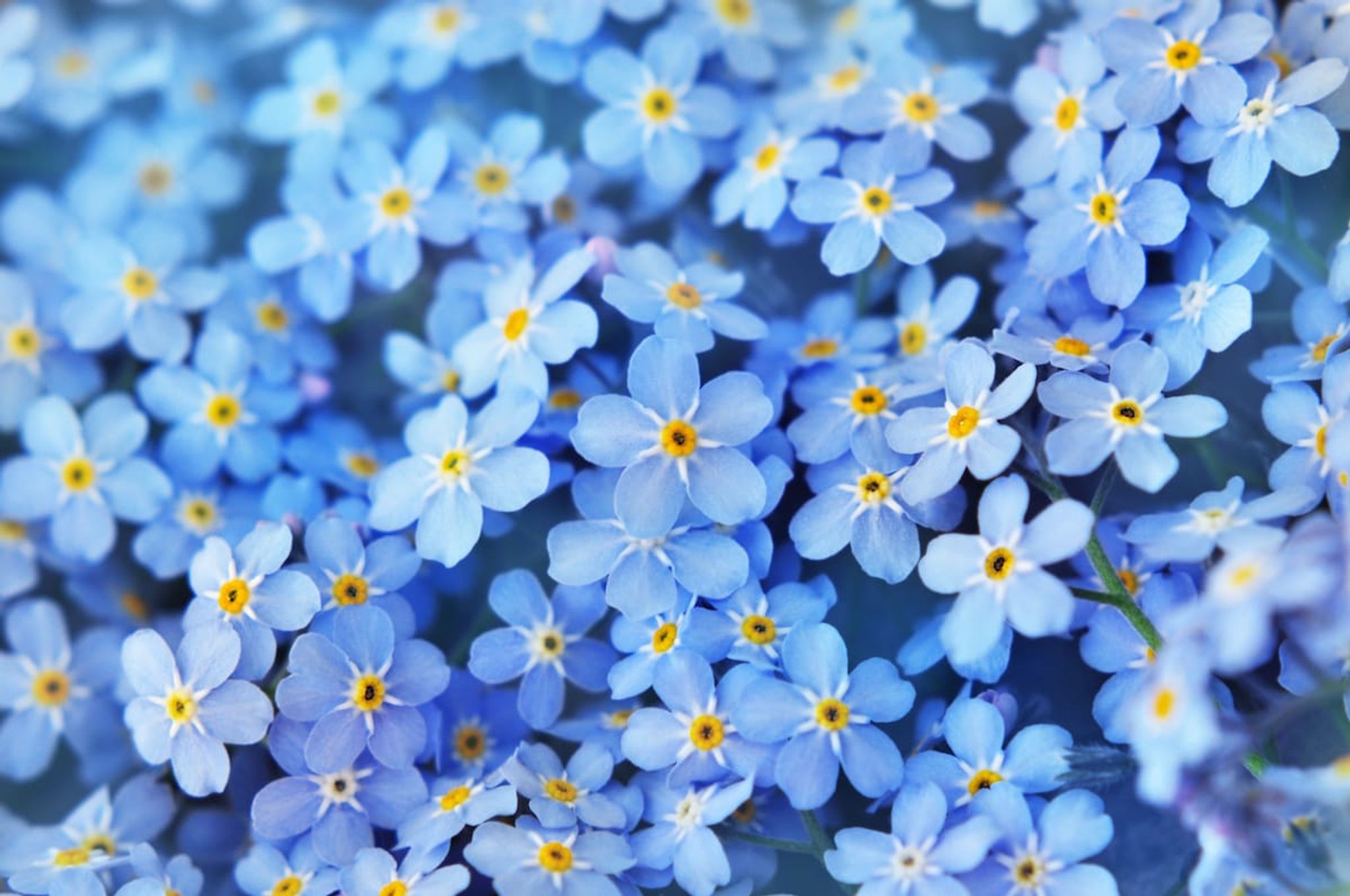 Cover photo for Carolyn Poplett's Obituary