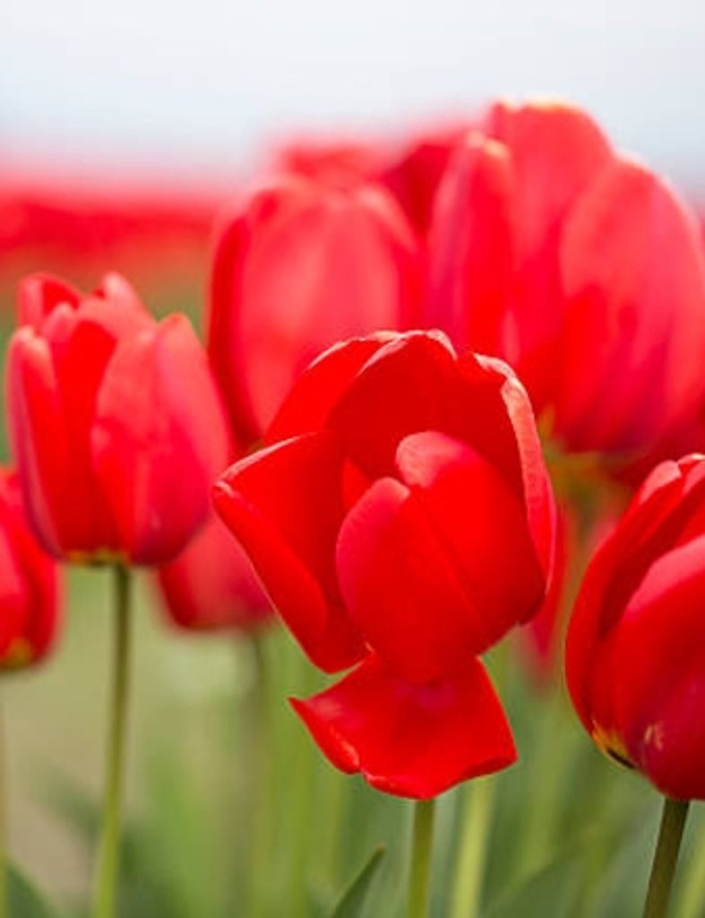 Dorothy M. Jahnke Profile Photo