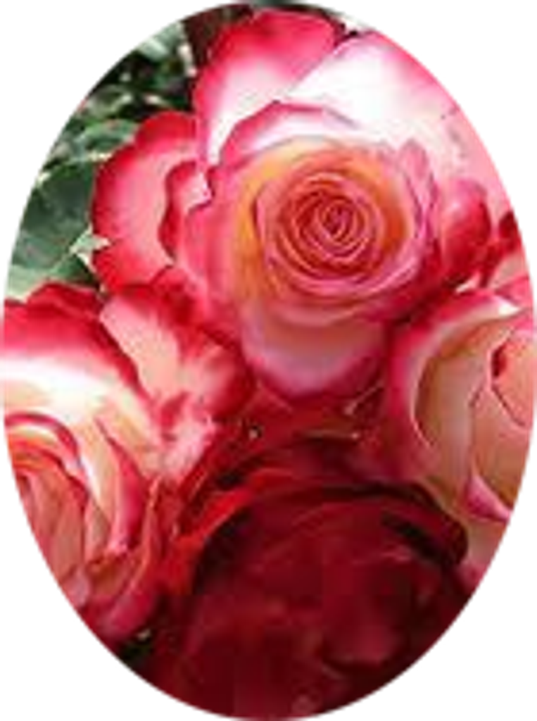 Rose Fuller
