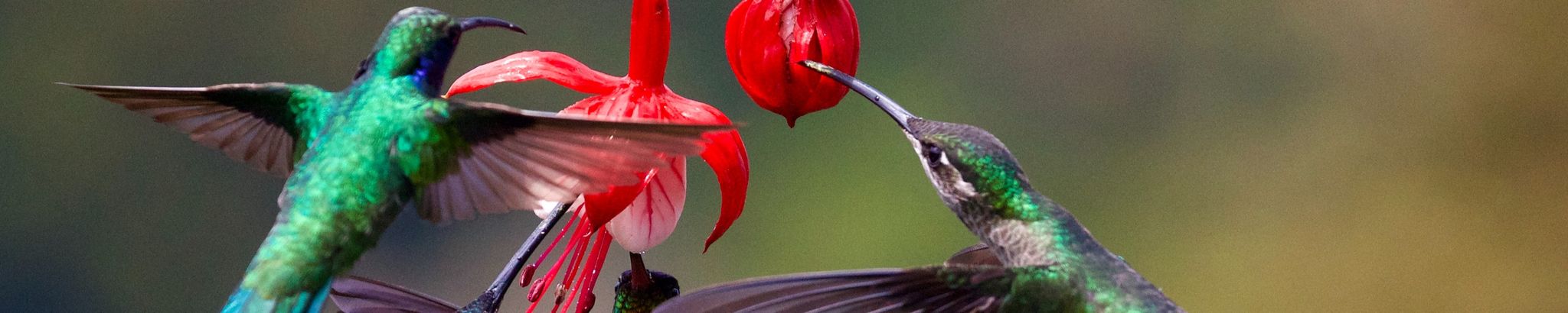 Cover photo for Susan Mackey's Obituary