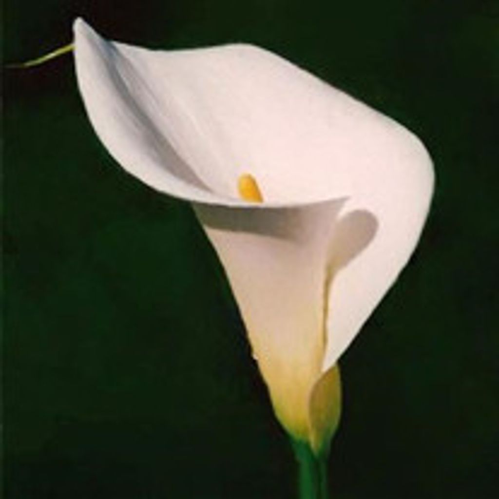 Dennis H. Lee
